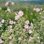Blumen auf der Halde Hoheward
