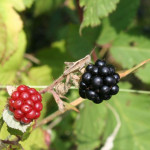 Hoheward Heuschrecke